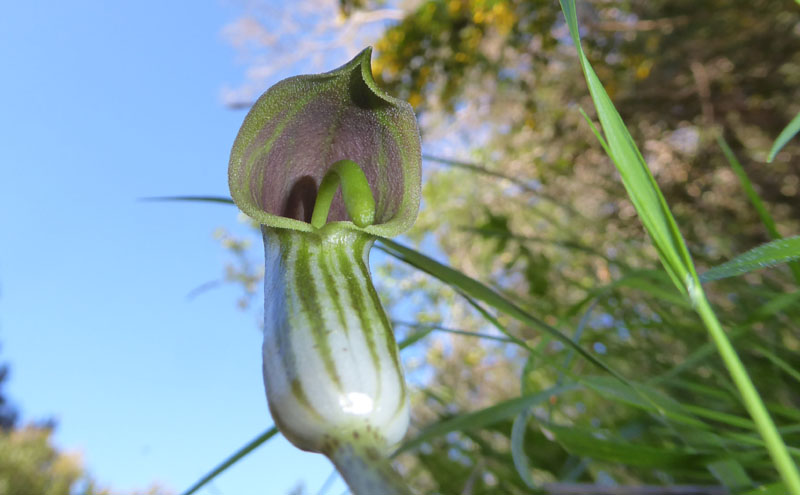 Arisarum vulgare - Araceae